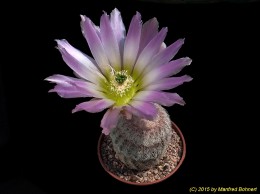 Echinocereus ctenoides SB109-4 497